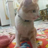 حیوان خونگی