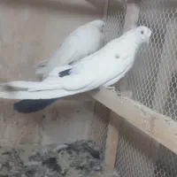 دم سیاه نر