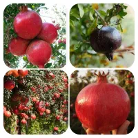 درخت انار، نهال  انار در گلخانه نهالستان در مشهد