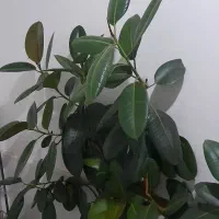 فروش گل فیکوس|گل و گیاه طبیعی|ارومیه, |دیوار