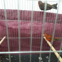 قناری سوخته سرخ