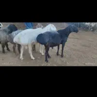 فروش قوچ چینی وترکی|حیوانات مزرعه|شیراز, شهرک رضوان|دیوار