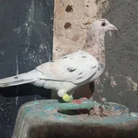 کفتر هوایی قیمت مناسب