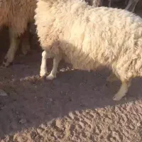 بره ماده