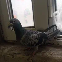 دوبر نر مسافتی