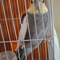 عروس هلندی نژاد دار