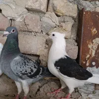 کبوتر