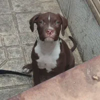 فروش سگ نژاد دار