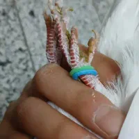 کفتر|حیوانات|پردیس, فاز ۱|دیوار