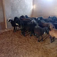 بره نرلاغر|حیوانات مزرعه|جوادآباد, |دیوار