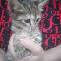 واگذاری رایگان