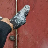 کبوتر|پرنده|املش, |دیوار