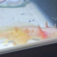 ماهی آکواریومی