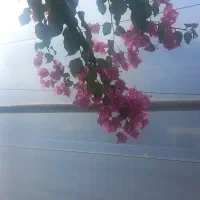 کار باغبانی وگل آپارتمانی.