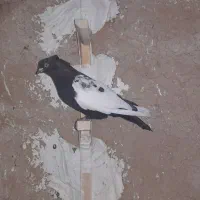 کفتر بهبانی سه تا ش باهم میدم دوتومن|پرنده|ارژن, |دیوار