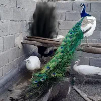 جوجه بوقلمون  ۲۵ روزه وجوجه طاووس