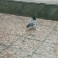 جوجه پاکستانی باخت دادم|پرنده|ایذه, |دیوار