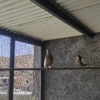 کبوتر سینه ای