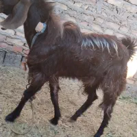 نری چاق سرحال|حیوانات مزرعه|جیرفت, |دیوار