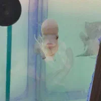 ماهی کامفا رد دراگون کینگ کامفا