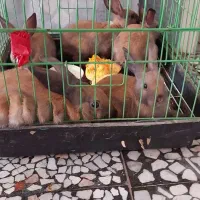 فروش خرگوش کوچک و بالغ|موش و خرگوش|بابل, |دیوار