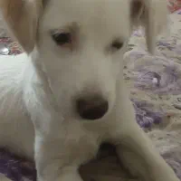 اشپتیز|سگ|اصفهان, عمان سامانی|دیوار