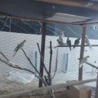 عروس هلندی مولد|پرنده|زید آباد, |دیوار