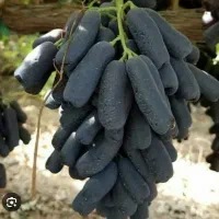 نهال مندراب تضمینی بافاکتوررسمی