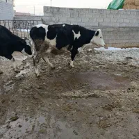 گاو|حیوانات مزرعه|خسروشاه, |دیوار