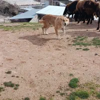 سگ گلی|سگ|خرمآباد, |دیوار