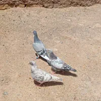 کبوتر پرشی
