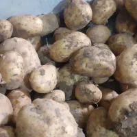 سیب درجه یک