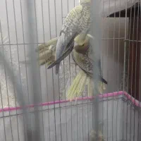 جوجه عروس هلندی|پرنده|کاشان, شهرک ۲۲ بهمن|دیوار