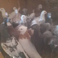 کفترپرشی فانتوم|پرنده|باشتین, |دیوار