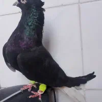 ماده دمسفید