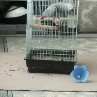 کاسکو سخنگو