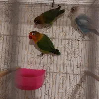 عروس کوتوله با جوجه