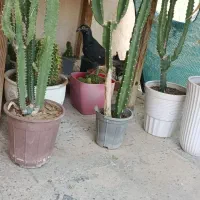 کبوتر سیاه خارجی|پرنده|برازجان, |دیوار