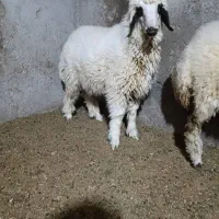 بره|حیوانات مزرعه|شوش, |دیوار