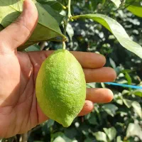 نهال لیمو ترش سنگی