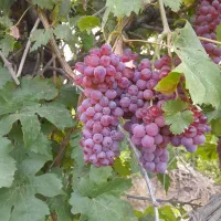 انگور کشمش وعسکری سر باغ