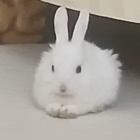 خرگوش سه ماهه