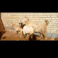 چهار بز هفت بیگ