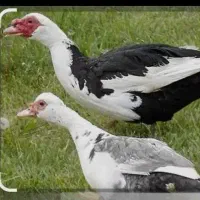 فروش اردک اسرائیلی بزرگ نر و ماده