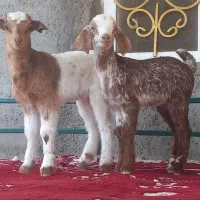 کهر شیر خواربازیگوش دوقلو زا زیر بزشیری مخوره پسنک|حیوانات مزرعه|بندرعباس, |دیوار