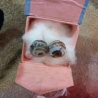 مهره قدیمی مخصوص خانم ها چرب وشیرین ،خرزه دهن ودبس