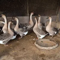 فروش مولد قوغاز آفریقایی خاکستری ارسال از ساری