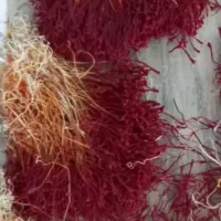 زعفران مرغوب قاین