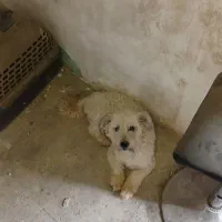 واگذاری سگ شیتزو ترییر