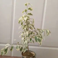 فروش ویژه گل های آپارتمانی وخاک با قیمت مناسب|گل و گیاه طبیعی|میبد, |دیوار